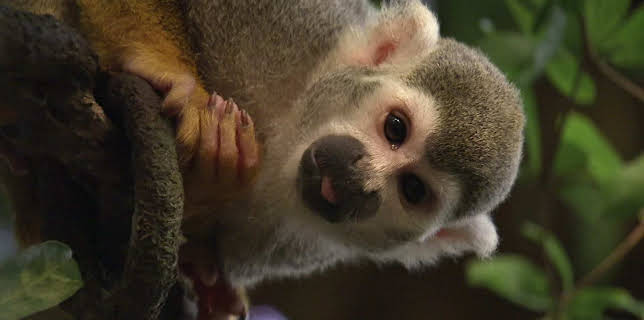 14:25: Elefant, Tiger & Co. (278) | MDR Fernsehen | 3/23 2026