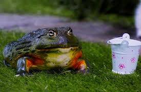 Mittens and Pants: Fish in Water