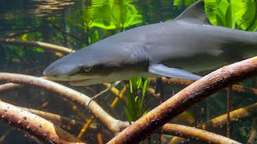 08:55: Meister der Jagd am Great Barrier Reef | Arte | 4/8 2026