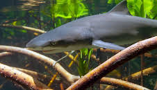 Meister der Jagd am Great Barrier Reef