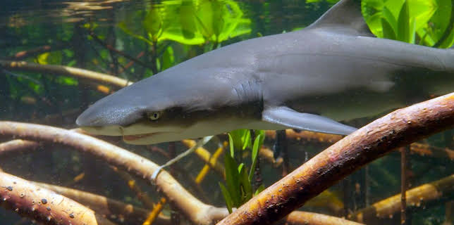 17:50: Meister der Jagd am Great Barrier Reef | Arte | 2/26 2026