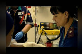 Shark Week: 20th Anniversary Collection: Shark Bite! Surviving Great Whites