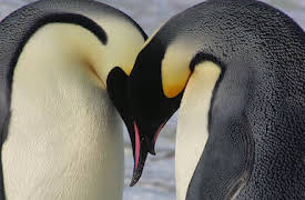 Wild Babies: Farofyllda hem