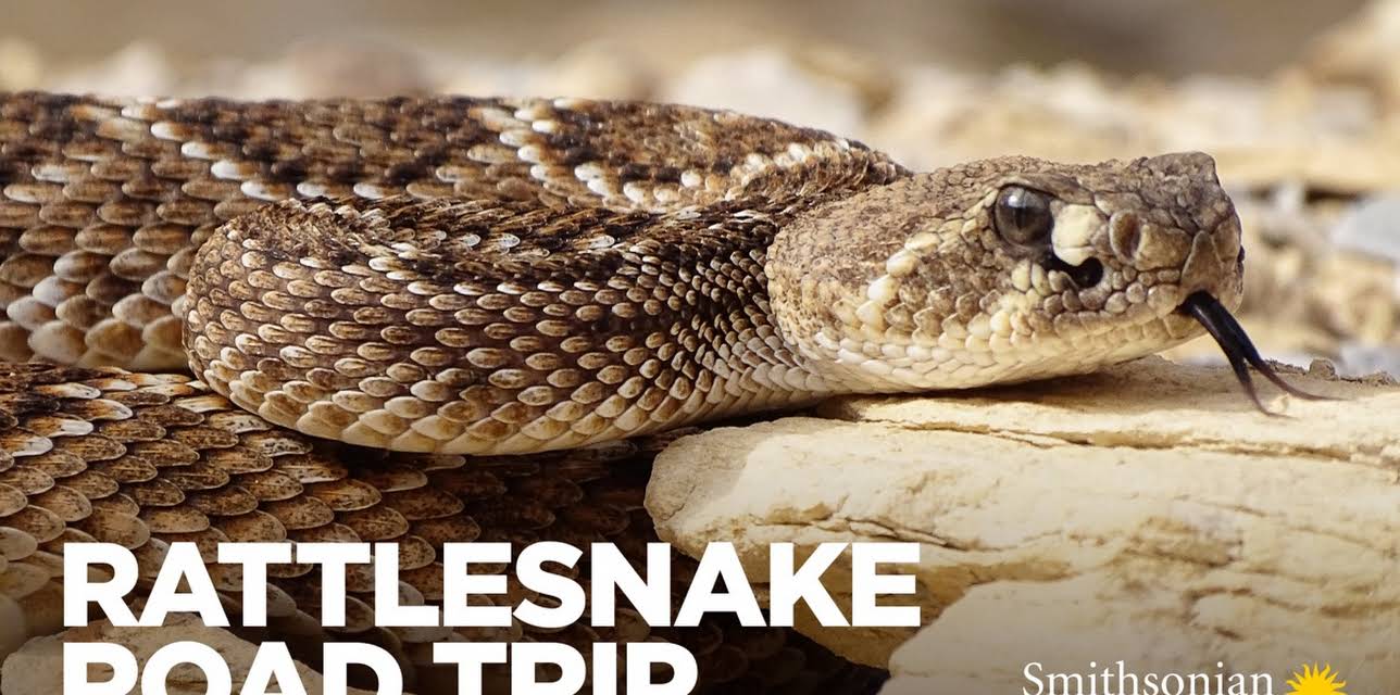 Rattlesnake Road Trip