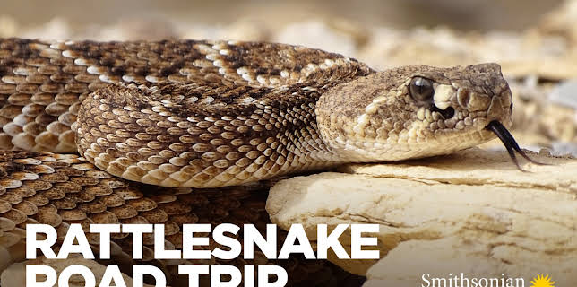 Rattlesnake Road Trip