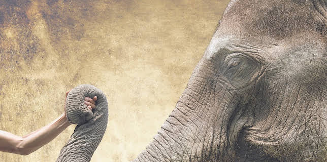 When Elephants Were Young (2016)