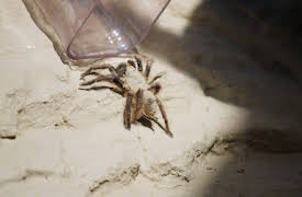 Sobrevivir es el reto: Aventura venenosa: 2.ª parte