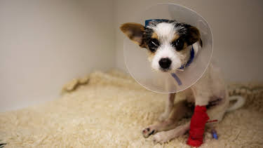 11:00 PM: The Supervet: Noel Fitzpatrick (S5 E1) (S5) | W | 1/3 2026