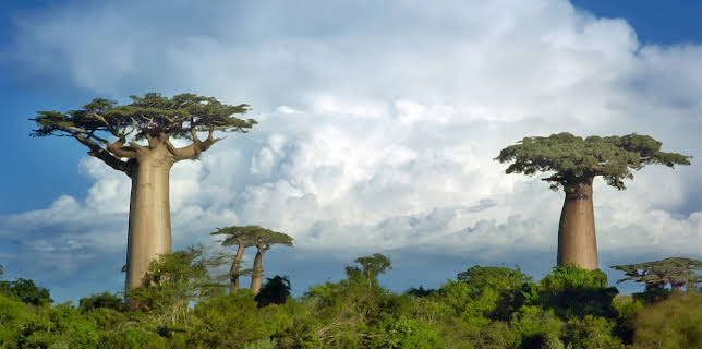 20:15: Madagaskar - Tropisches Inselparadies | 3SAT | 2/2 2026