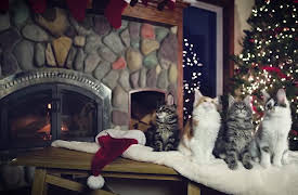 World's Funniest Animals Specials: Christmas