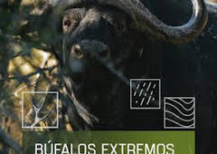 Búfalos extremos
