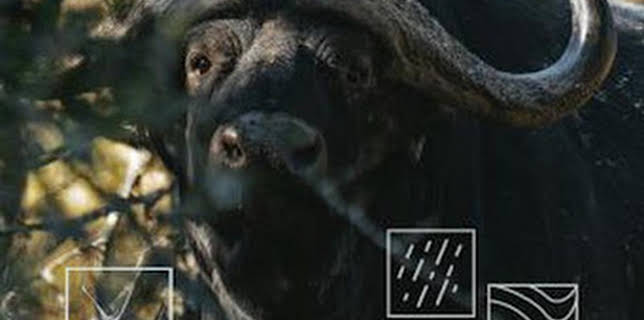 08:35: Búfalos extremos | Caza y Pesca | 12/28 2025