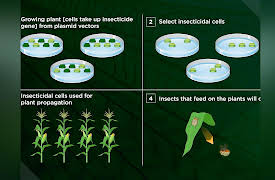 Why Insects Matter: Earth’s Most Essential Species: Insect Pests
