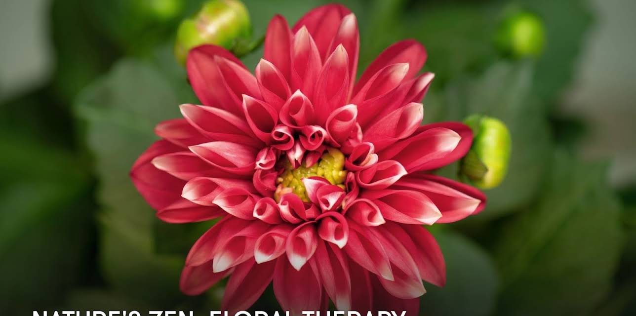 Nature's Zen: Floral Therapy (2025)