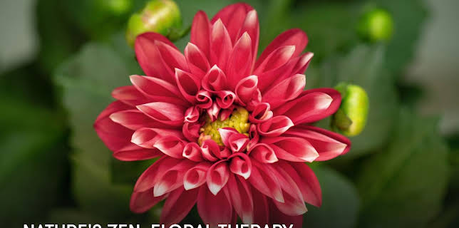 Nature's Zen: Floral Therapy (2025)