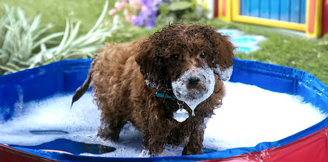 17:20: Rosin og Bolle: Lek og vask | NRK Super | 1/25 2026