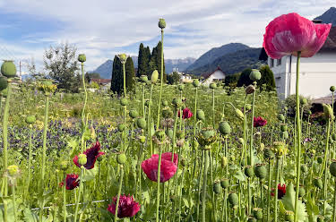 12:05: Im Rausch der Blumen: Von Festen und Jahreszeiten | 3SAT | 9/6 2026