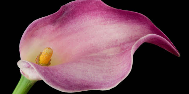 10:00: Schnittgut. Alles aus dem Garten | ARD Alpha | 1/15 2026