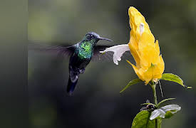 Into the Wild Colombia: The Hummingbird's Quest