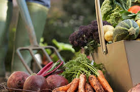 How to Grow Anything: Food Gardening for Everyone: Food Harvesting Tips and Tricks