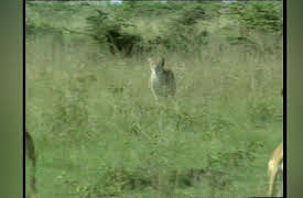 Big Cat Diary Series 1: Episode 3