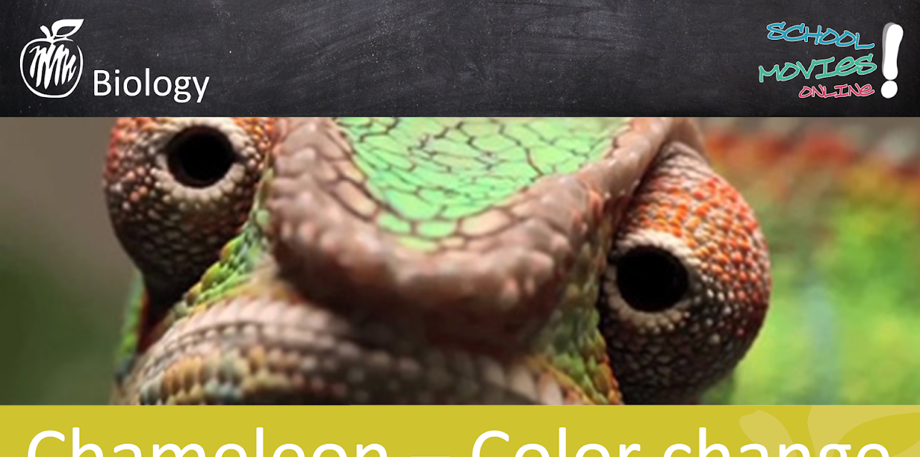 Chameleon - Color change - School Movie on Biology
