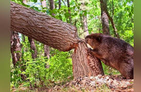 Human Nature: Forgiveness, Perseverance and Wisdom