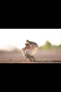 14:55: Superviviente por naturaleza: Supervivientes en la sabana | Nat Geo Wild | 7/14 2026