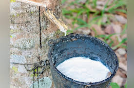 The Nature of Matter: Understanding the Physical World: Again and Again: Polymers