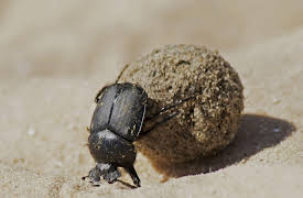 Africa Season 1: The Future