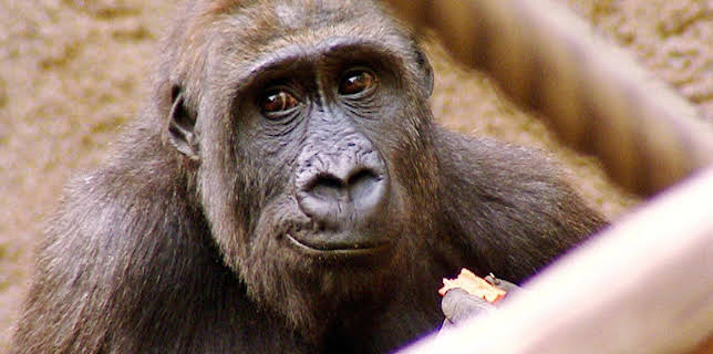 10:35: Elefant, Tiger & Co. (255) | MDR Fernsehen | 11/11 2025