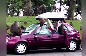 When Vacations Attack! Season 1: When Vacations Attack EP 9