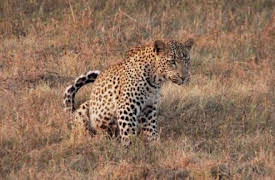 72 animales peligrosos: Asia: Episode 1