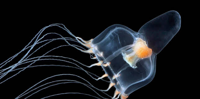 18:35: Quallen | Arte | 11/3 2025