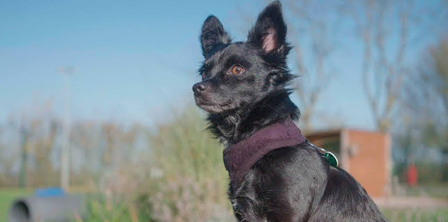 7:55 PM: The Dog House | More 4 | 1/21 2026