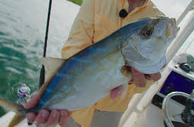 George Poveromo's World of Saltwater Fishing, Season 5: Of Creeks and Sounds