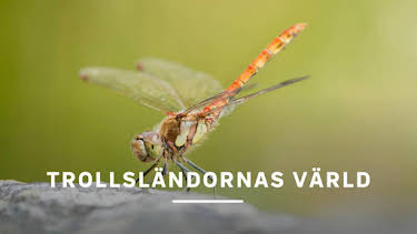 18:35: Trollsländornas värld | Kunskapskanalen | 4/27 2026