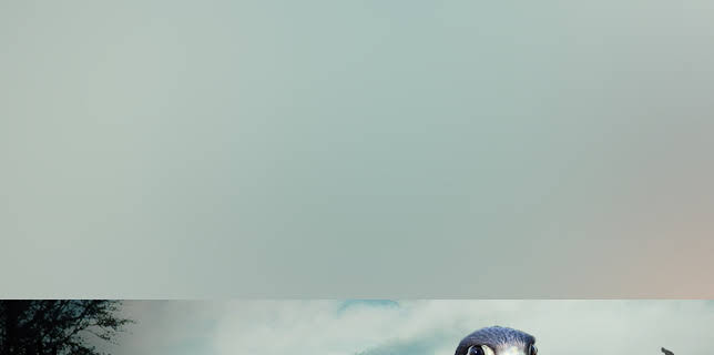 Peregrine Falcon: Lord of the Skies (2020)