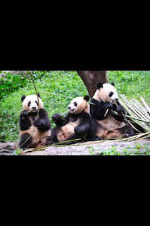 10:20: Escuela de pandas: El club del cachorro | Nat Geo Wild | 10/13 2026
