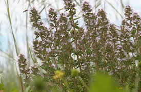 French delicatessen: Mixed herbs from provence