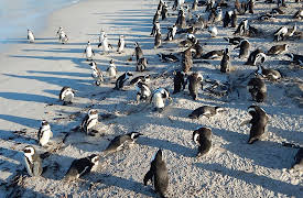 Meet The Penguins: Episode 7