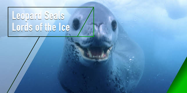 Leopard Seals - Lords of the Ice (2010)