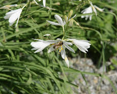Schnittgut. Alles aus dem Garten