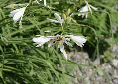 Schnittgut. Alles aus dem Garten