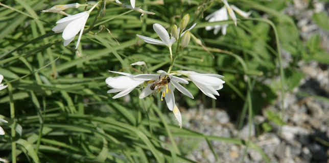 05:00: Schnittgut. Alles aus dem Garten | BR Fernsehen | 2/4 2026