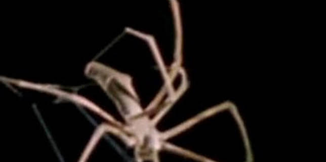 06:23: Misterios de la naturaleza: Araña zombie | Discovery Max | 1/18 2026