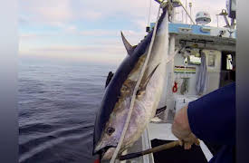 Wicked Tuna North vs. South, Season 1: Southern Discomfort