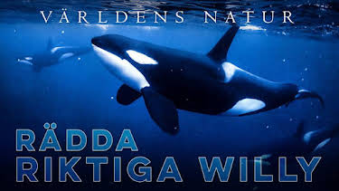 20:00: Världens natur: Rädda riktiga Willy | SVT2 | 4/29 2026