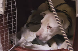 Pit Bulls & Parolees: Redemption