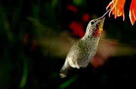 Animal DNA: Birds of a Feather